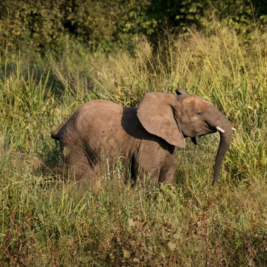 Traumreise Stick "Tansania, Winter & Wiese"