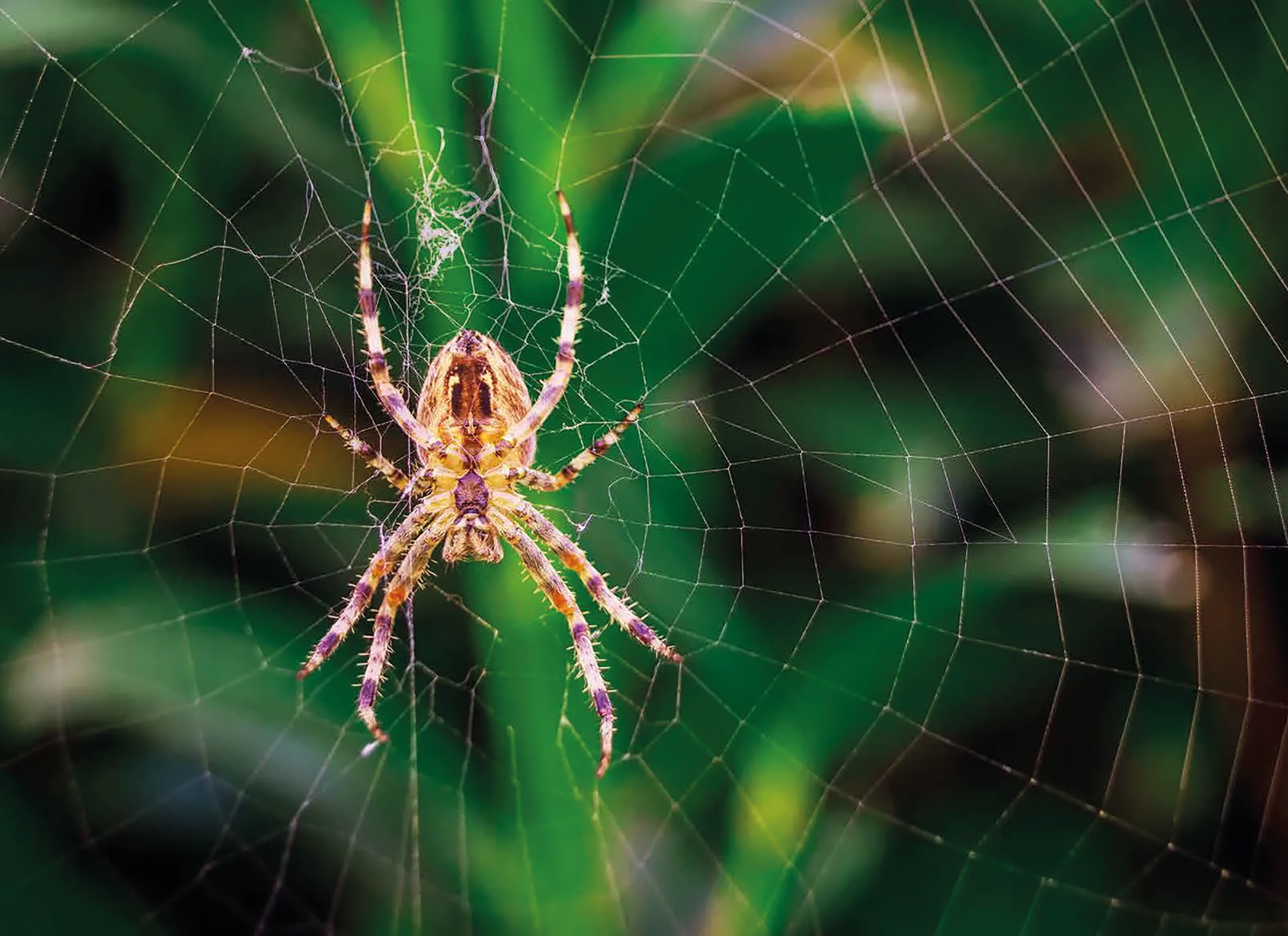 Ameise, Biene und Schmetterling. Unsere Insekten. Kamishibai Bildkarten und Memo-Spiel