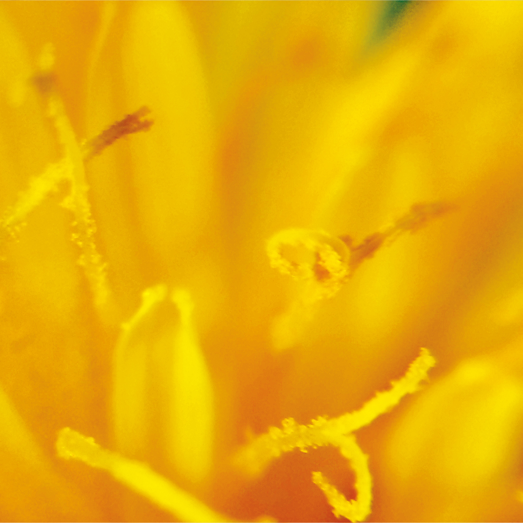 Mawi Tablet- & Handymikroskop