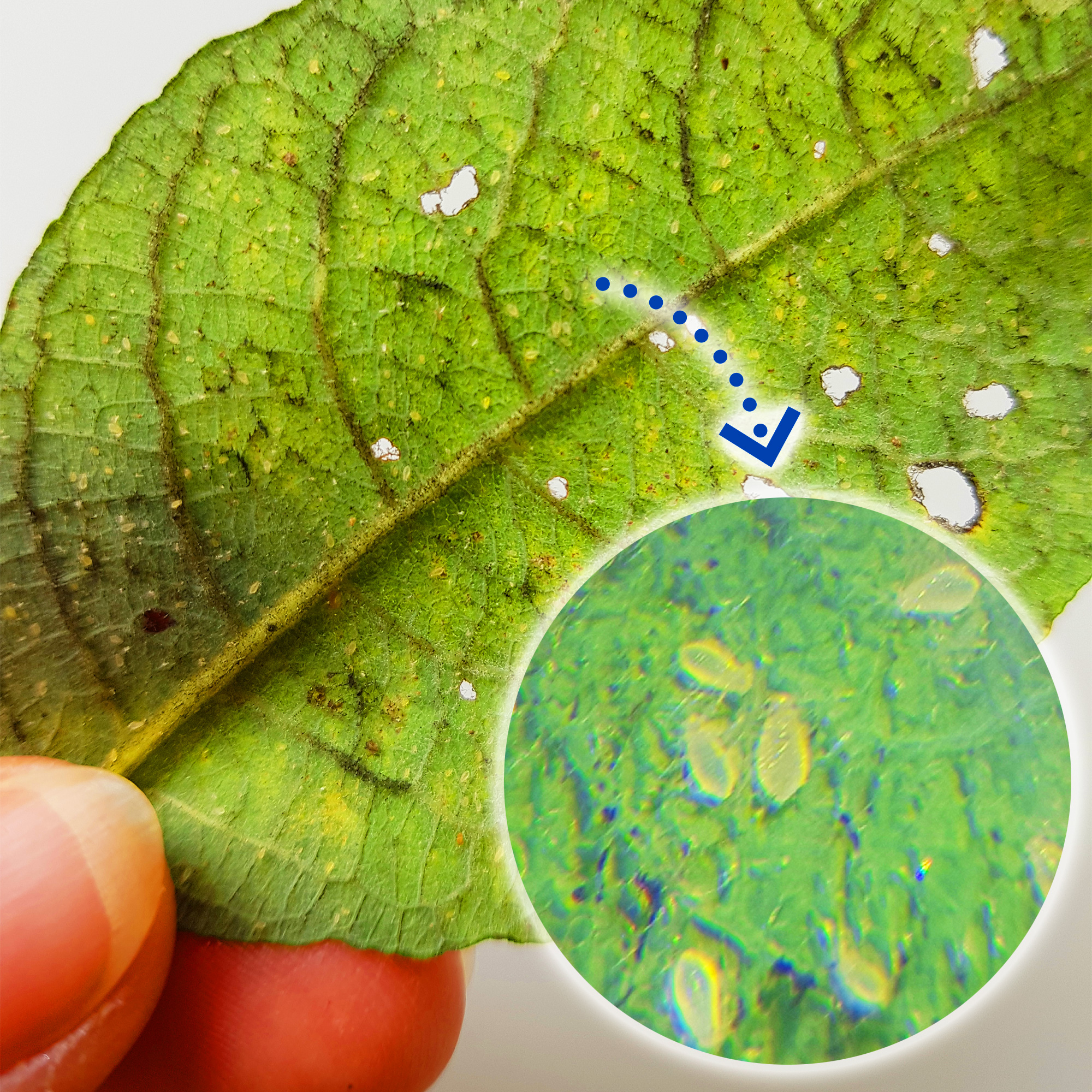 Mawi Tablet- & Handymikroskop