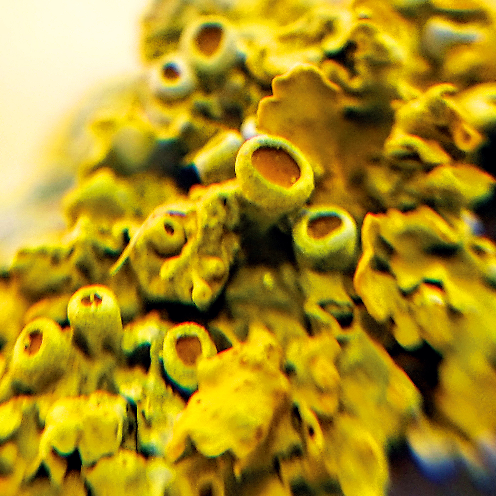 Mawi Tablet- & Handymikroskop