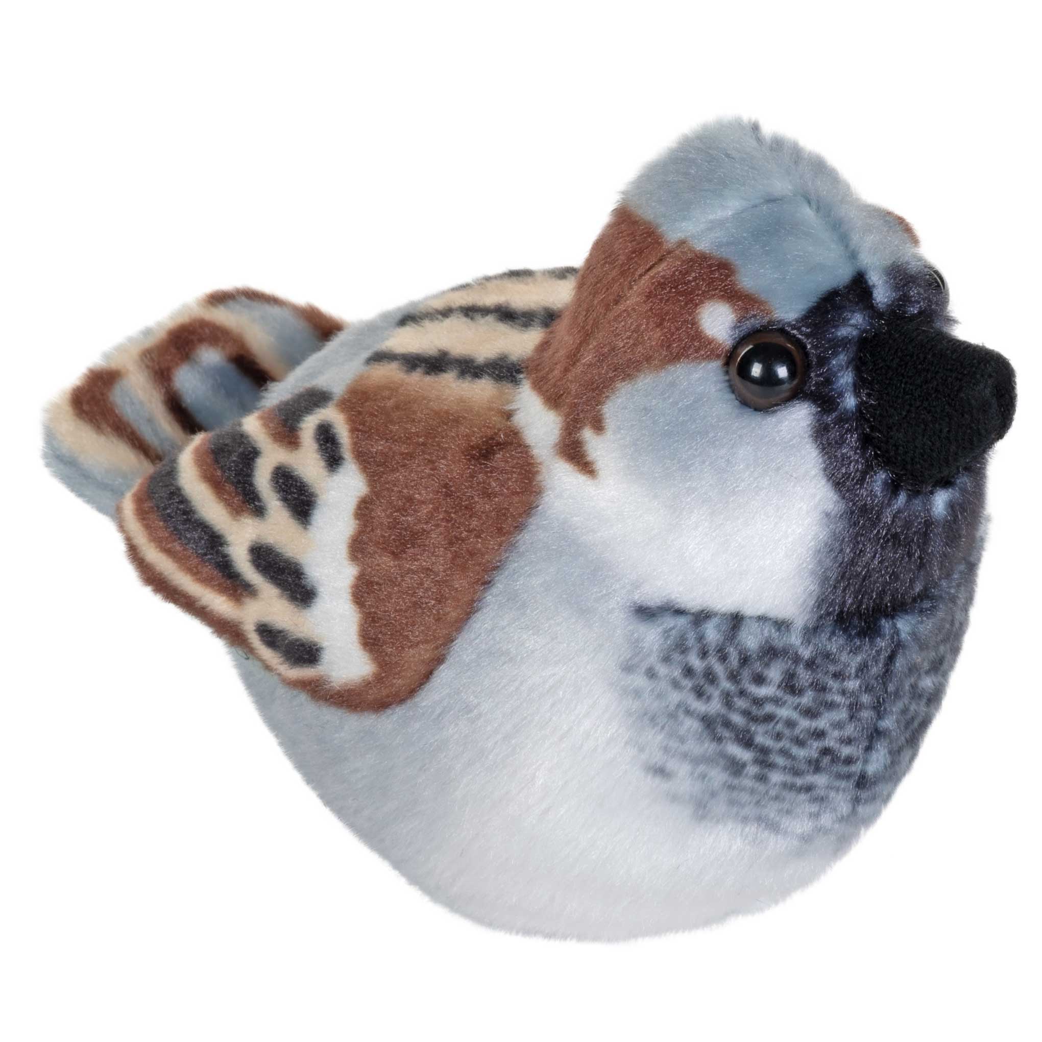 Singende Vögel Spatz