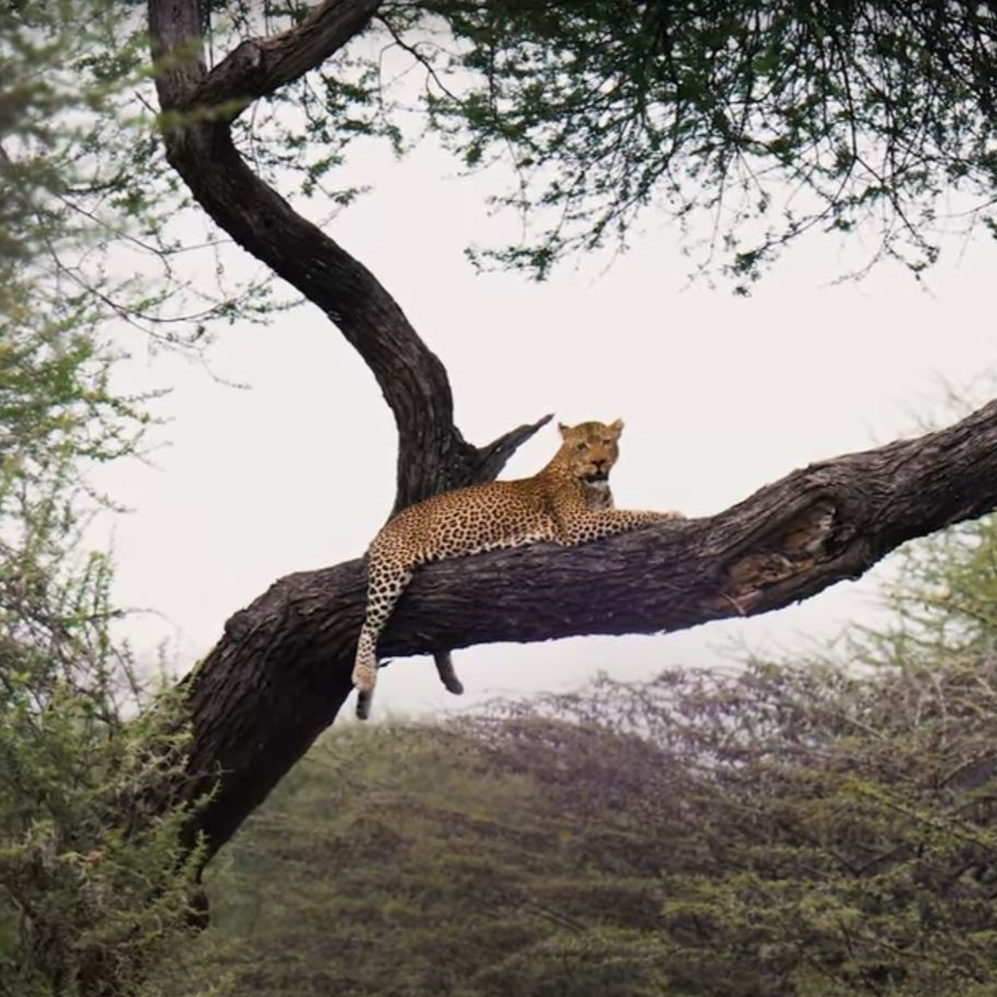 Traumreise Stick "Tansania, Winter & Wiese"