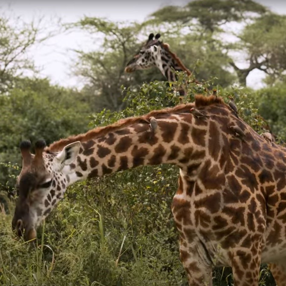 Traumreise Stick "Tansania, Winter & Wiese"