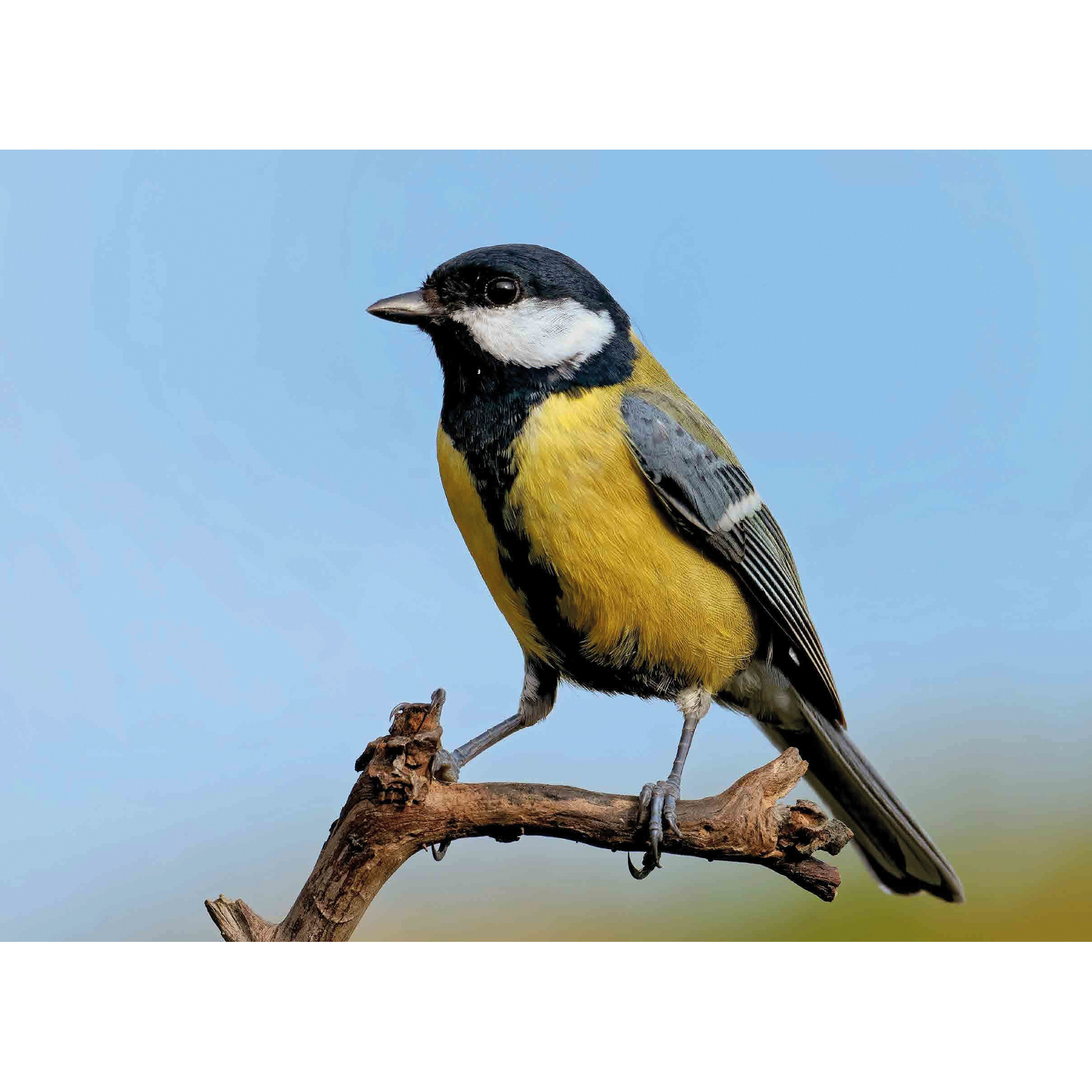 Amsel, Drossel, Fink und Star. Die Vögel in unserem Garten. Kamishibai Bildkarten und Memo-Spiel