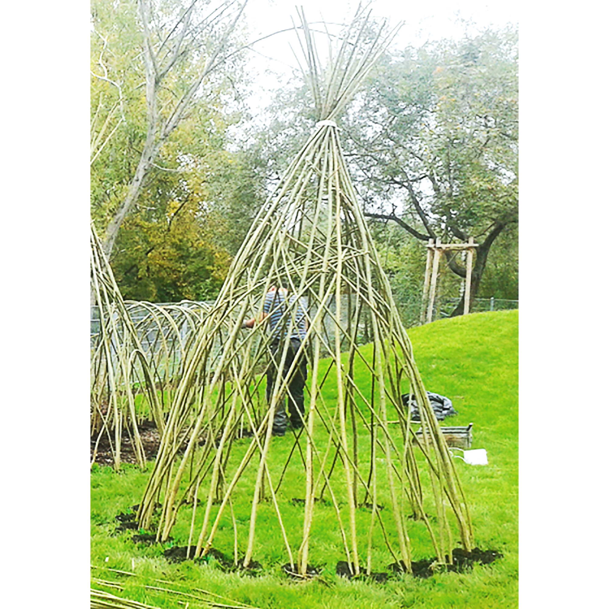 Weidenpflanzen für Weidentipi (Bausatz)