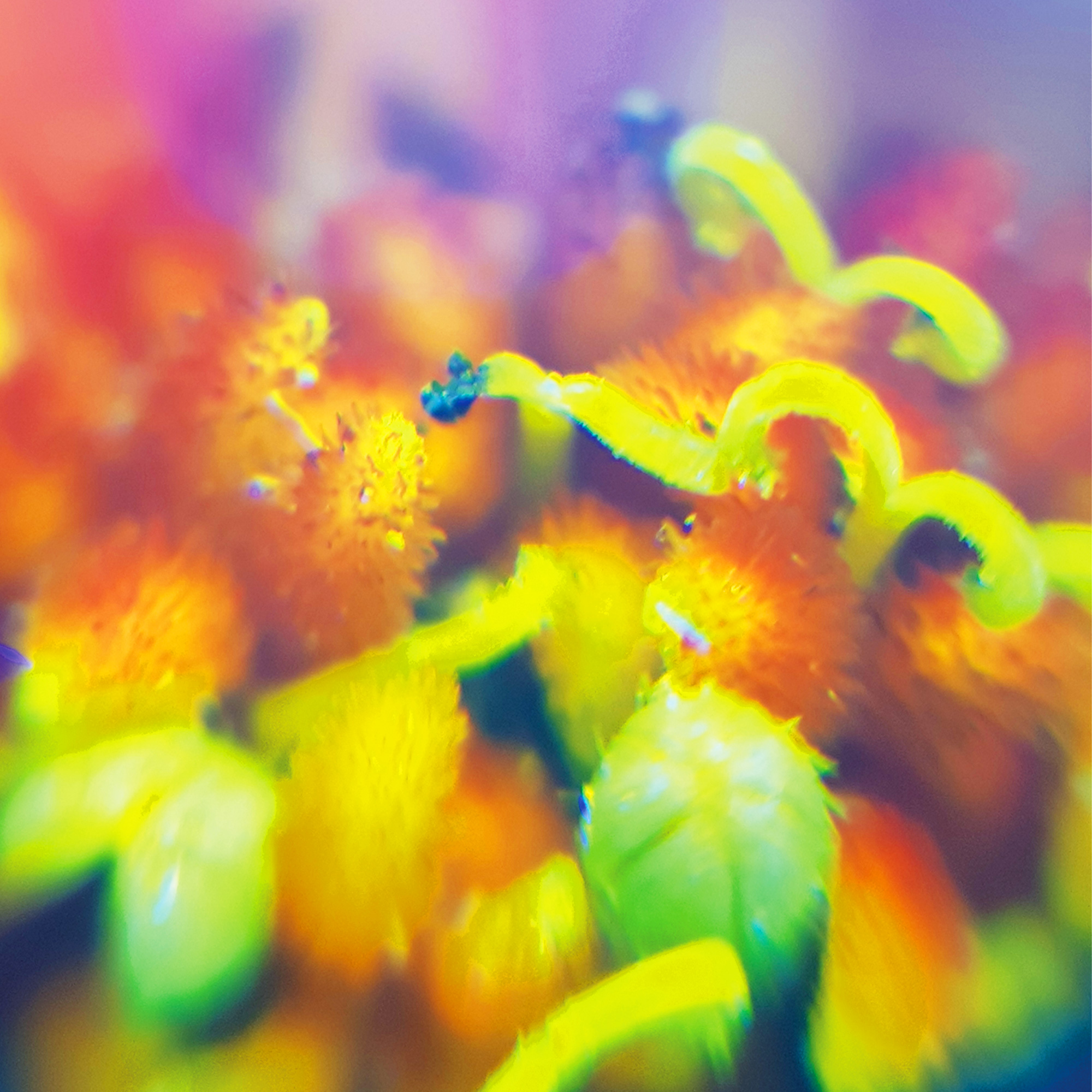 Mawi Tablet- & Handymikroskop